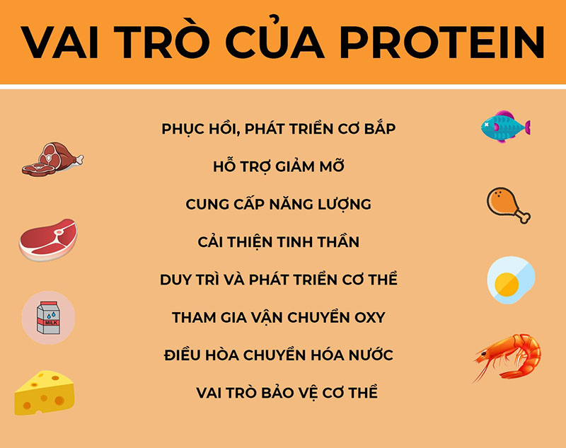 Vai trò của Protein đối với cơ thể