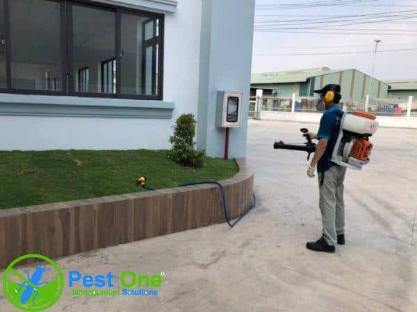 Giải pháp hiệu quả từ công ty diệt chuột