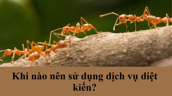 Giải pháp hiệu quả từ dịch vụ diệt kiến tại nhà