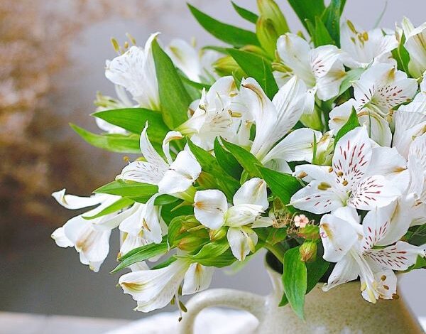 Cách chọn hoa chúc mừng sinh nhật sếp