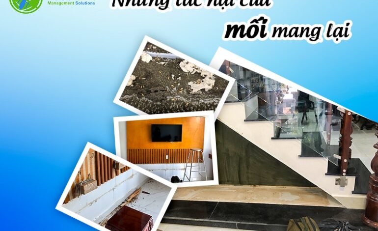 Diệt mối giá rẻ tại nhà hiệu quả và an toàn